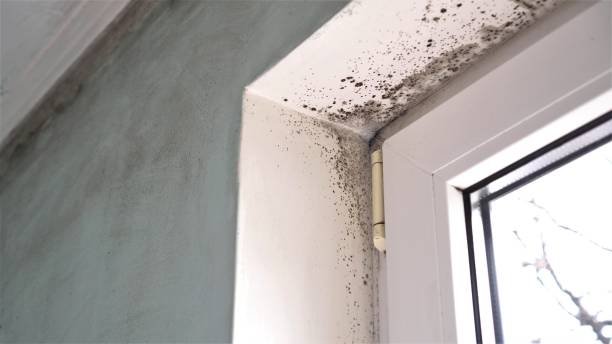 Best Asbestos and Lead Testing During Mold Inspection  in Rkesburg, PA