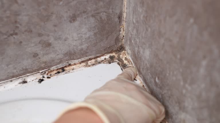 Asbestos and Lead Testing During Mold Inspection in Parkesburg, PA